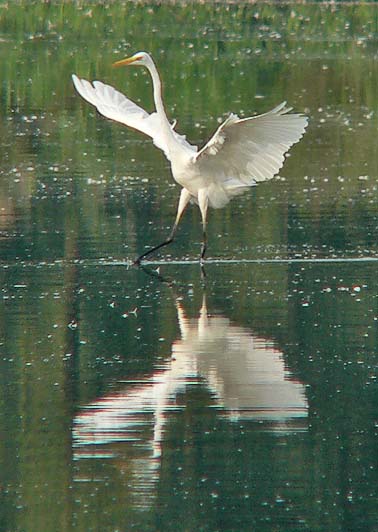 Grotezilverreiger200905A